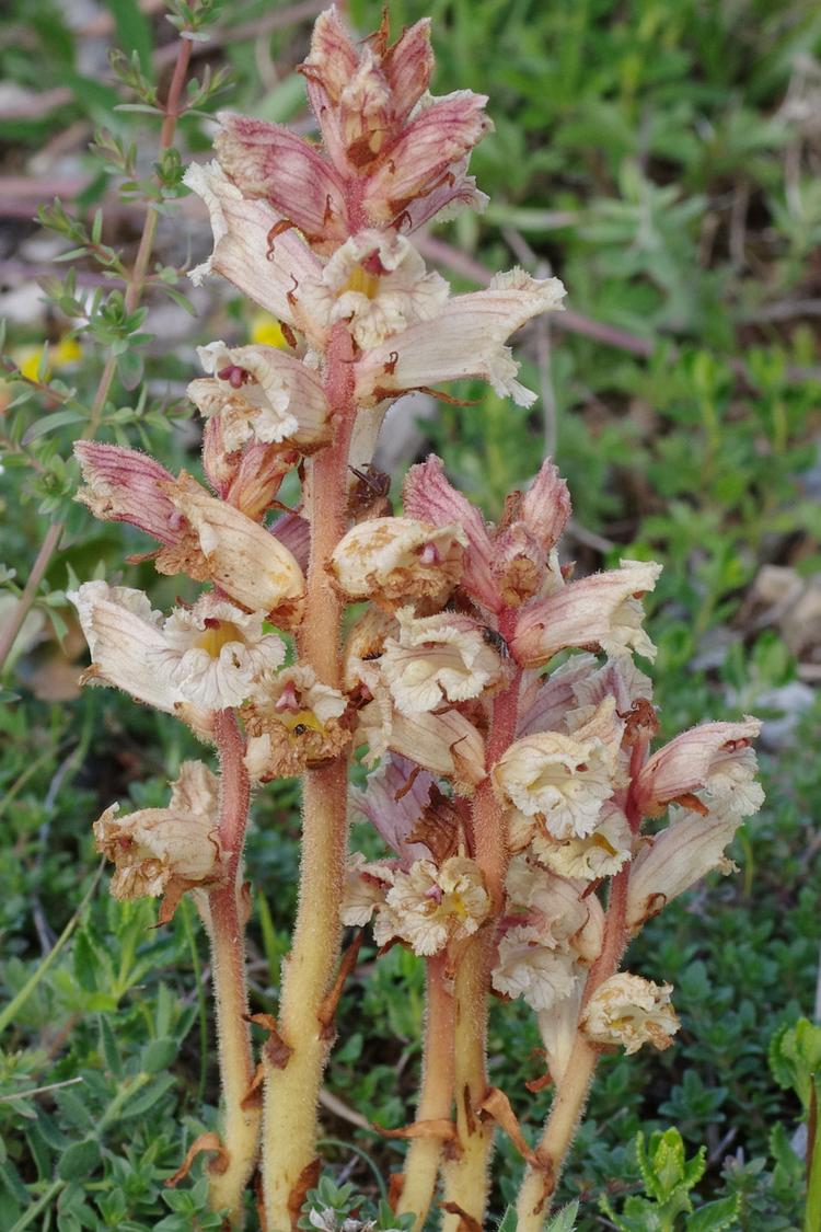 Orobanche alba.