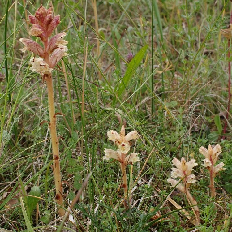 Orobanche alba.