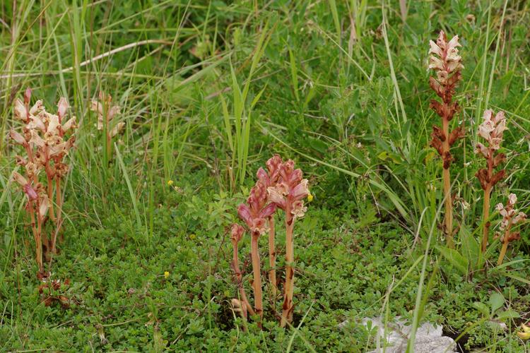 Orobanche alba.