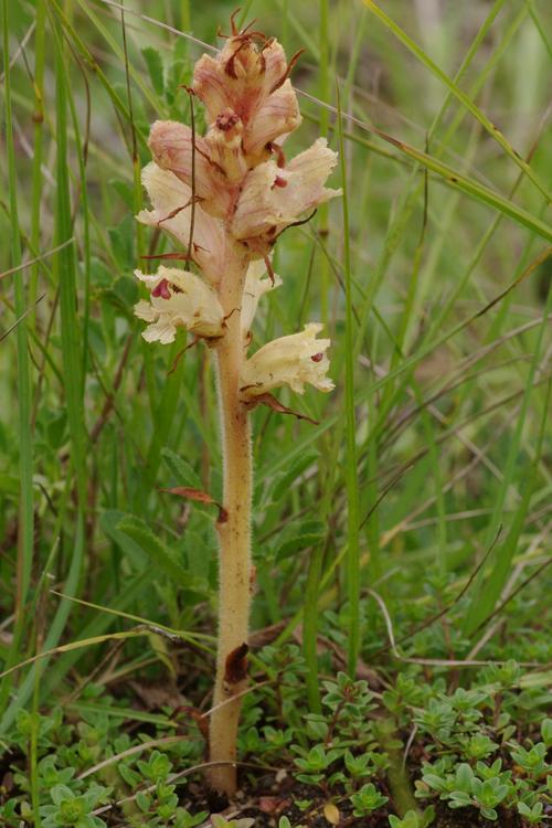 Orobanche alba.