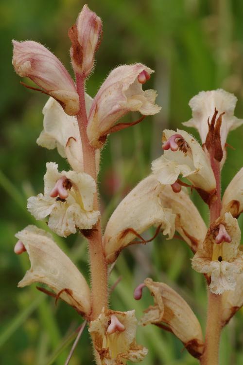 Orobanche alba.