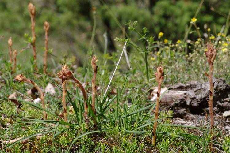 Orobanche teucrii.