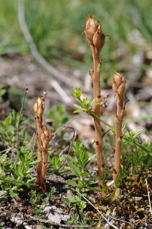 Orobanche teucrii.