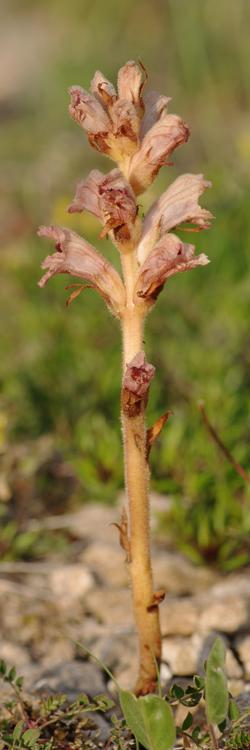 Orobanche teucrii.