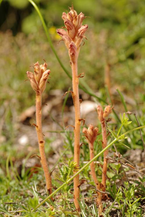 Orobanche teucrii.