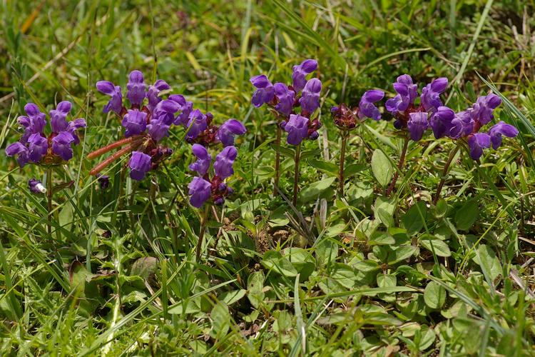 Prunella grandiflora.