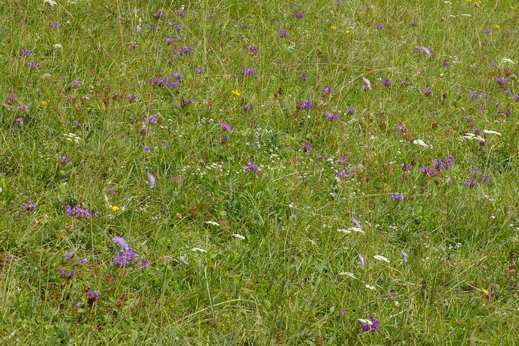 Prunella grandiflora.