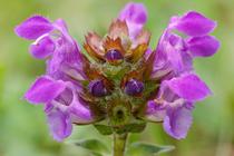 Prunella grandiflora