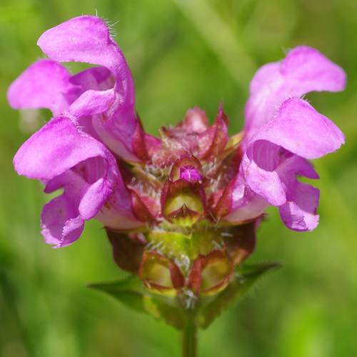 Prunella grandiflora.