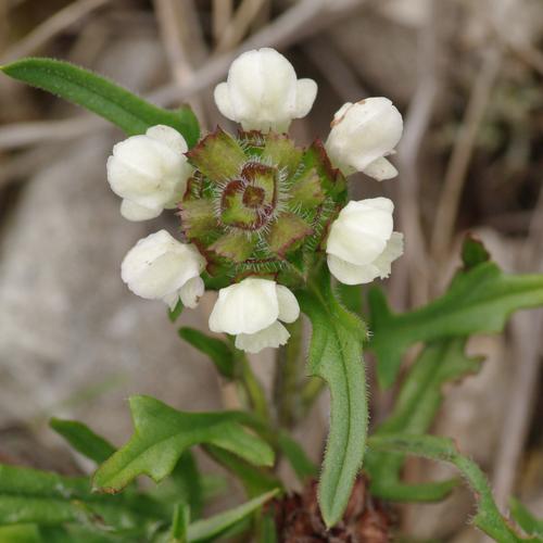 Prunella laciniata.