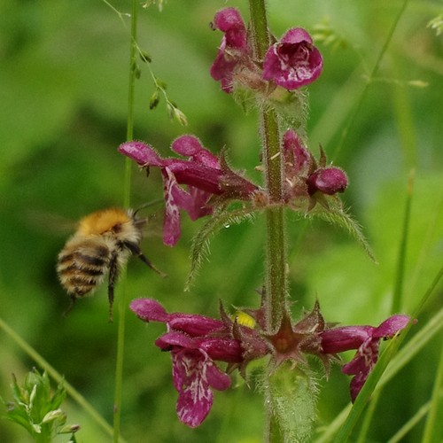 Stachys sylvatica.