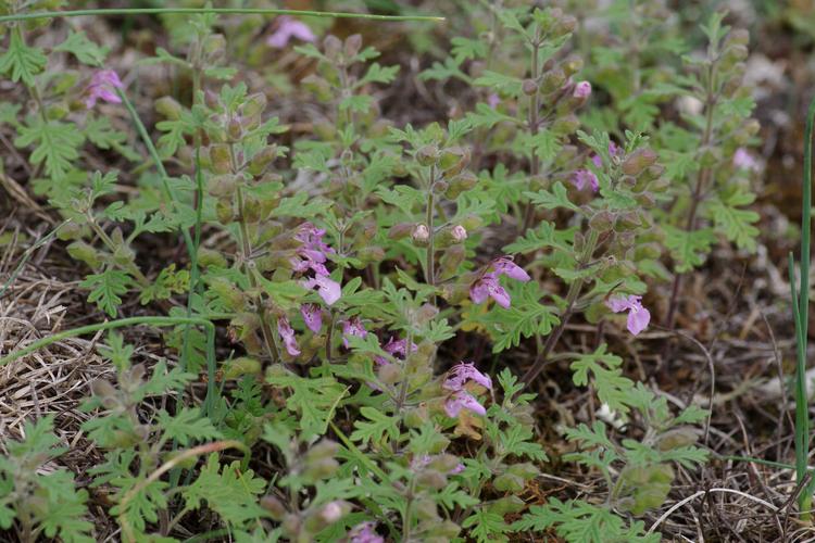 Teucrium botrys.