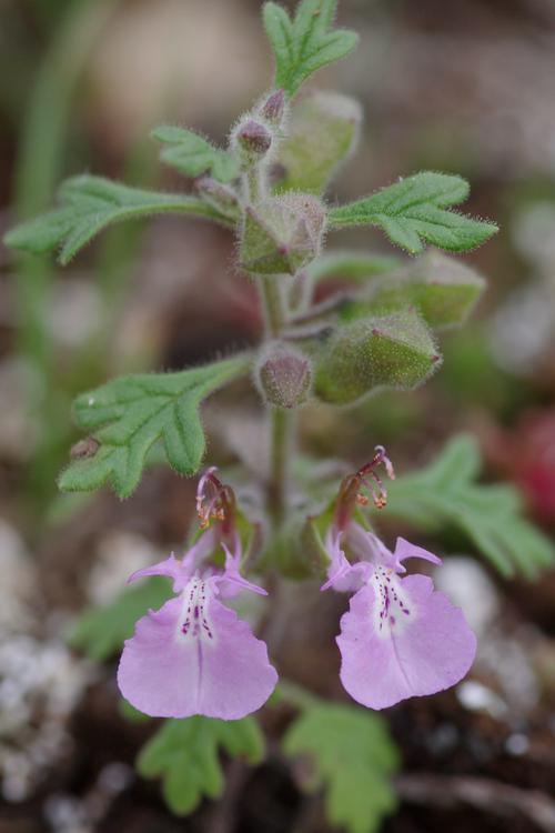 Teucrium botrys.