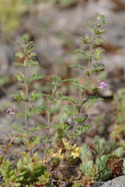 Teucrium botrys.