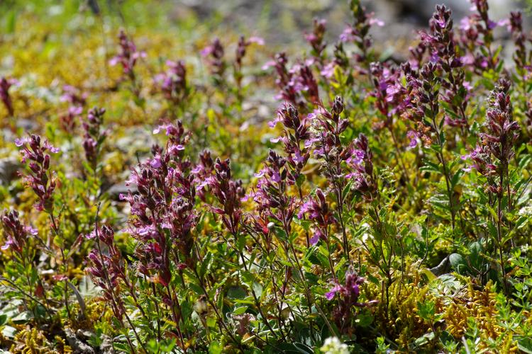 Teucrium chamaedrys.