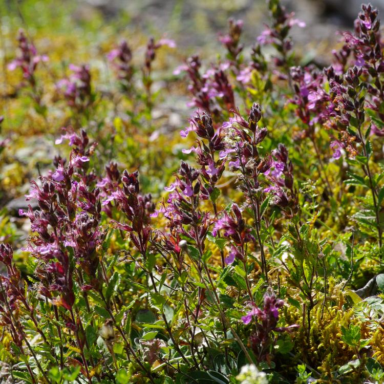 Teucrium chamaedrys.