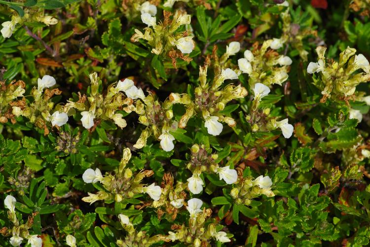 Teucrium montanum.