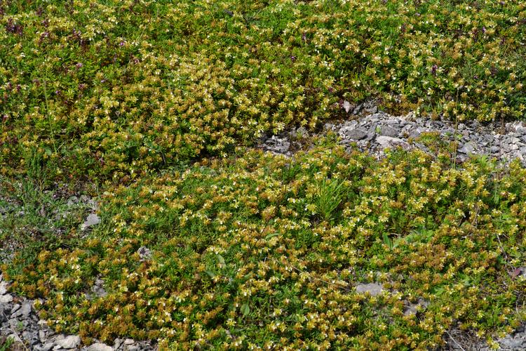 Teucrium montanum.