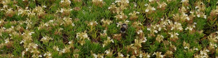 Teucrium montanum.