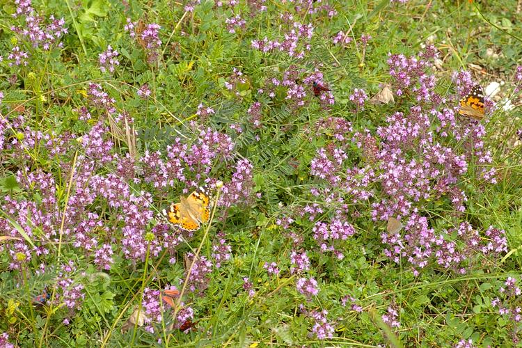 Thymus praecox.