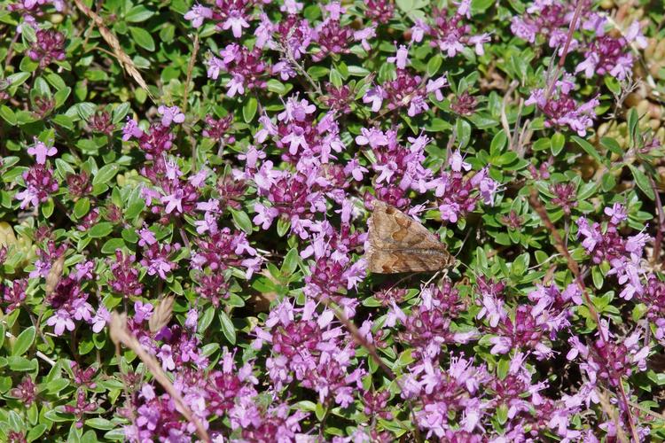 Thymus praecox.