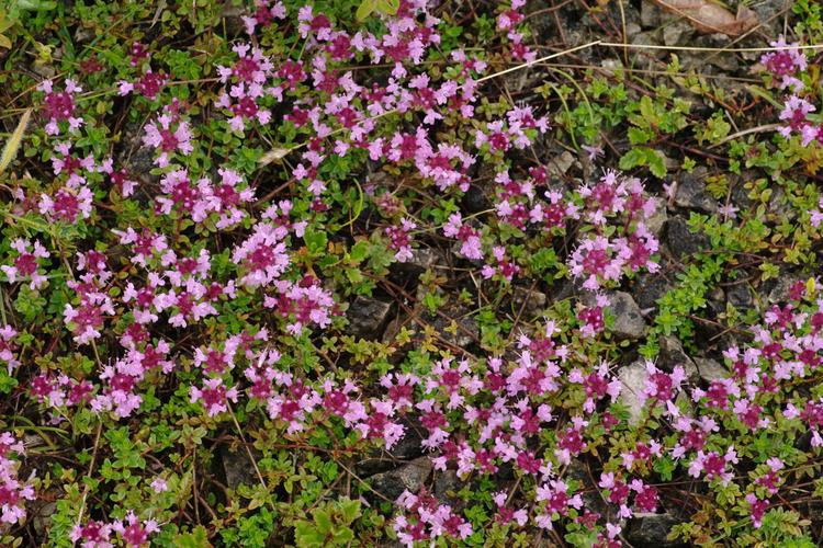 Thymus praecox.