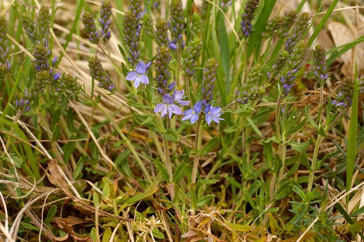 Veronica scheererii.