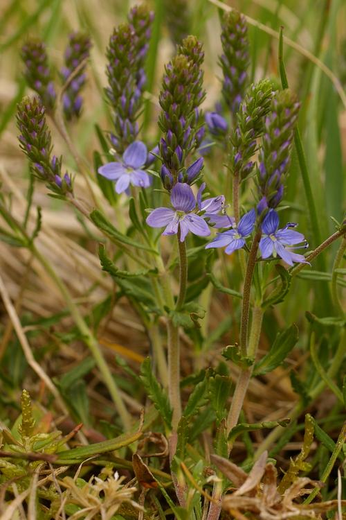 Veronica scheereri.