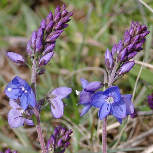 Veronica prostrata.