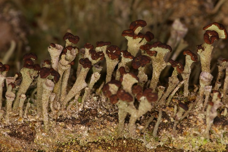 Cladonia chlorophaea.