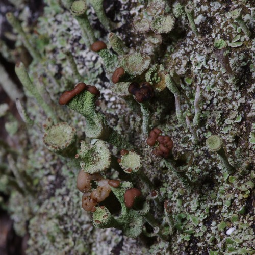 Cladonia chlorophaea.