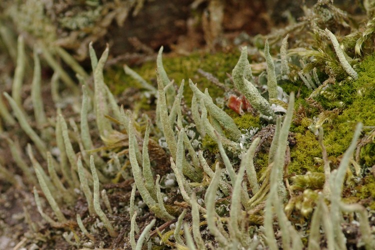 Cladonia coniocraea.