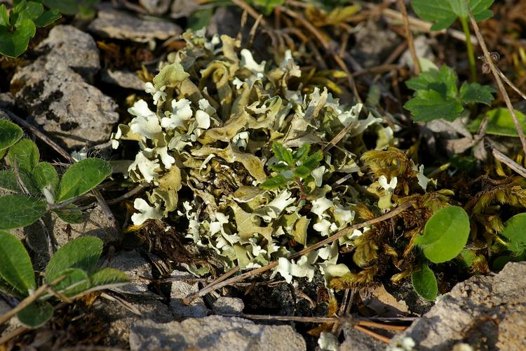 Cladonia foliacea subsp. endiviifolia.