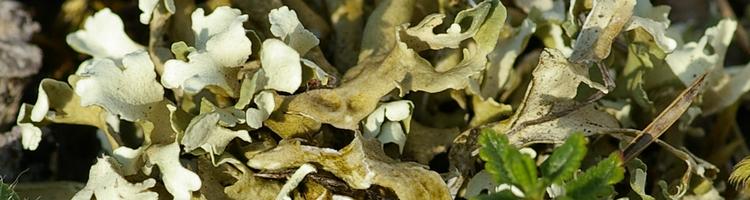 Cladonia foliacea subsp. endiviifolia.