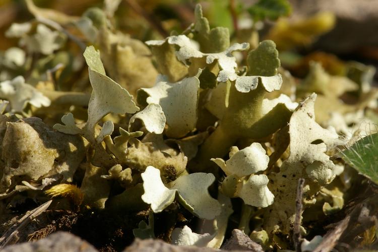 Cladonia convoluta.