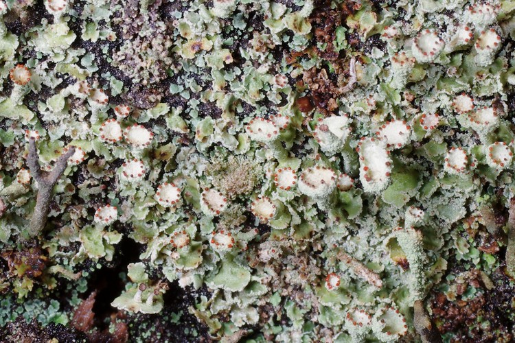 Cladonia digitata.