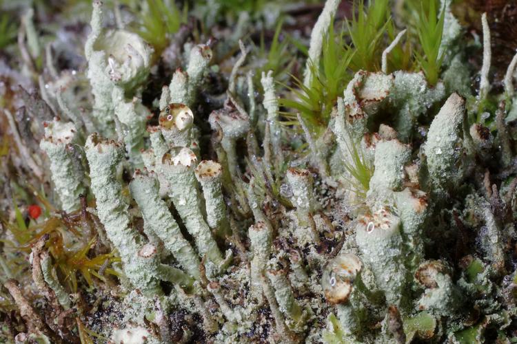 Cladonia digitata.