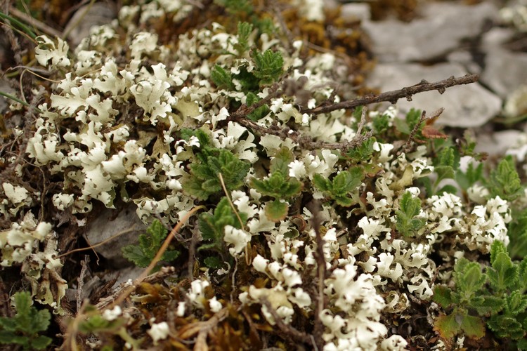 Cladonia foliacea subsp. endiviifolia.