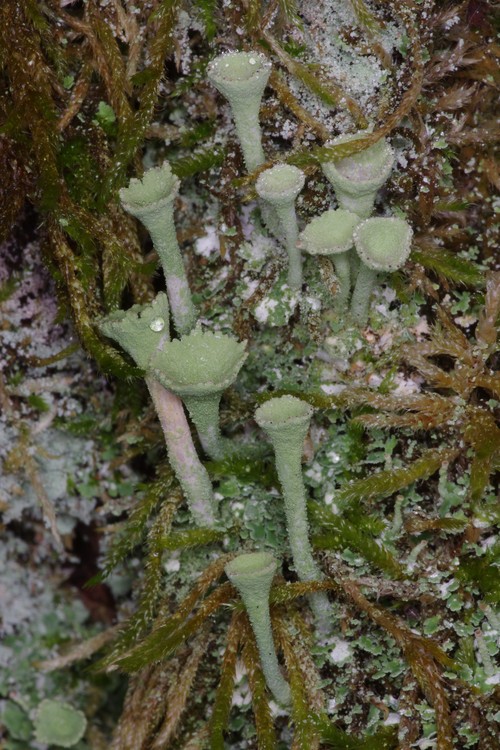 Cladonia fimbriata.