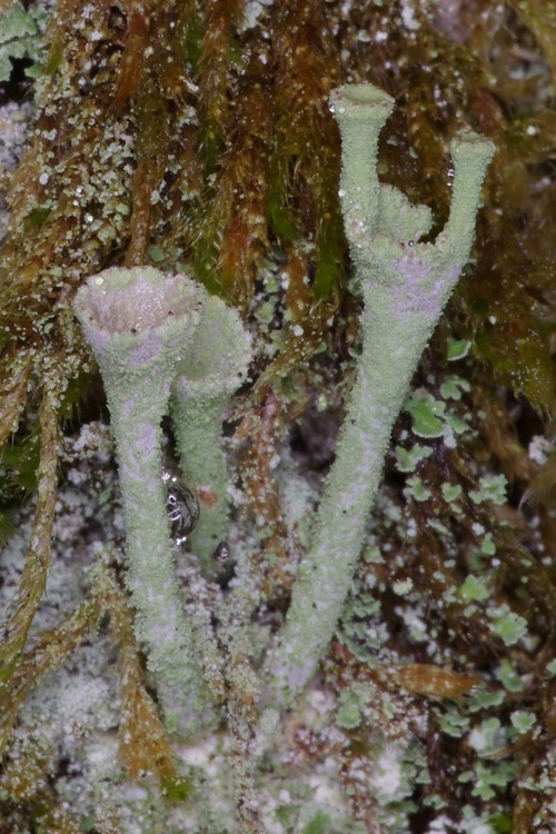 Cladonia prolifre.