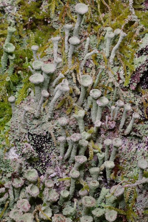 Cladonia fimbriata.