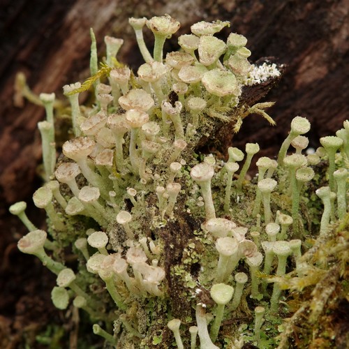 Cladonia fimbriata.