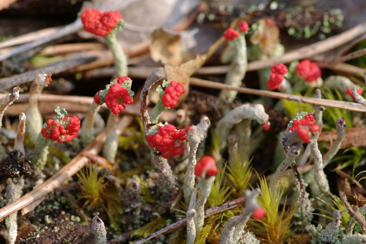 Cladonia floerkeana.