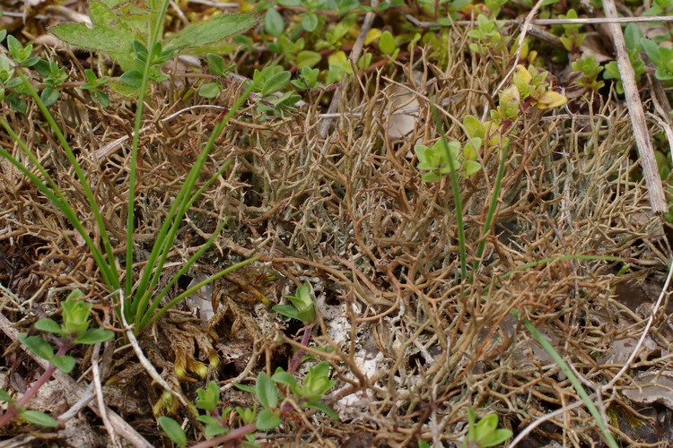 Cladonia furcata f. palamaea.