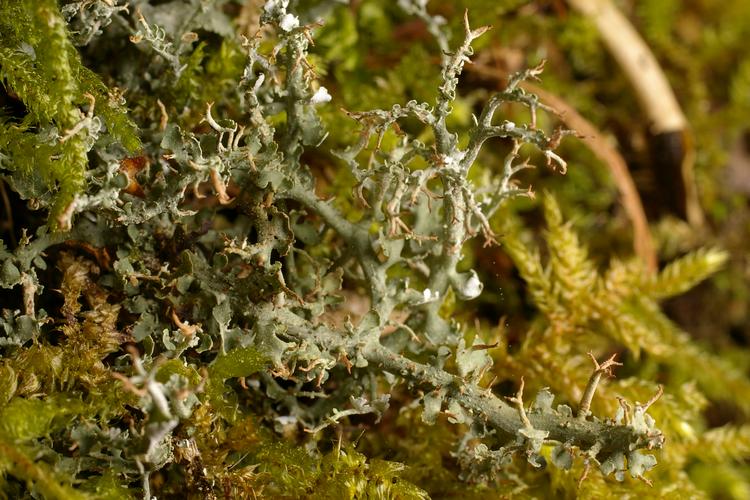 Cladonia furcata f. pinnata.