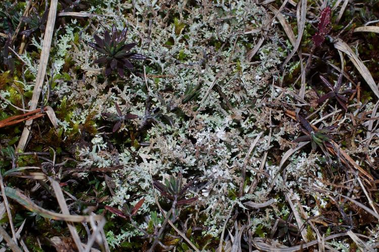 Cladonia furcata f. pinnata.