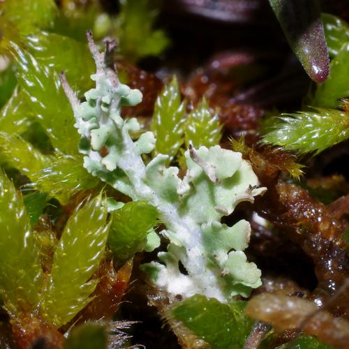 Cladonia furcata f. pinnata.