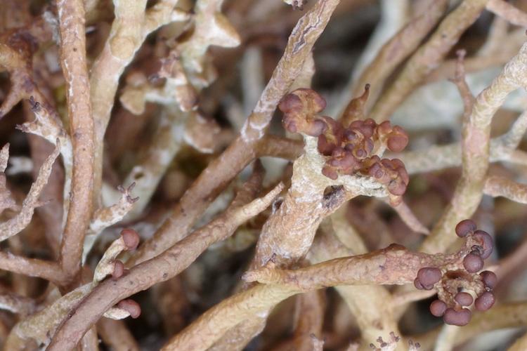 Cladonia furcata ssp. subrangiformis.