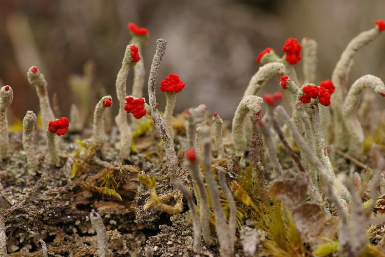 Cladonia macilenta.