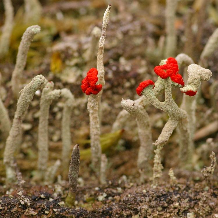 Cladonia macilenta.